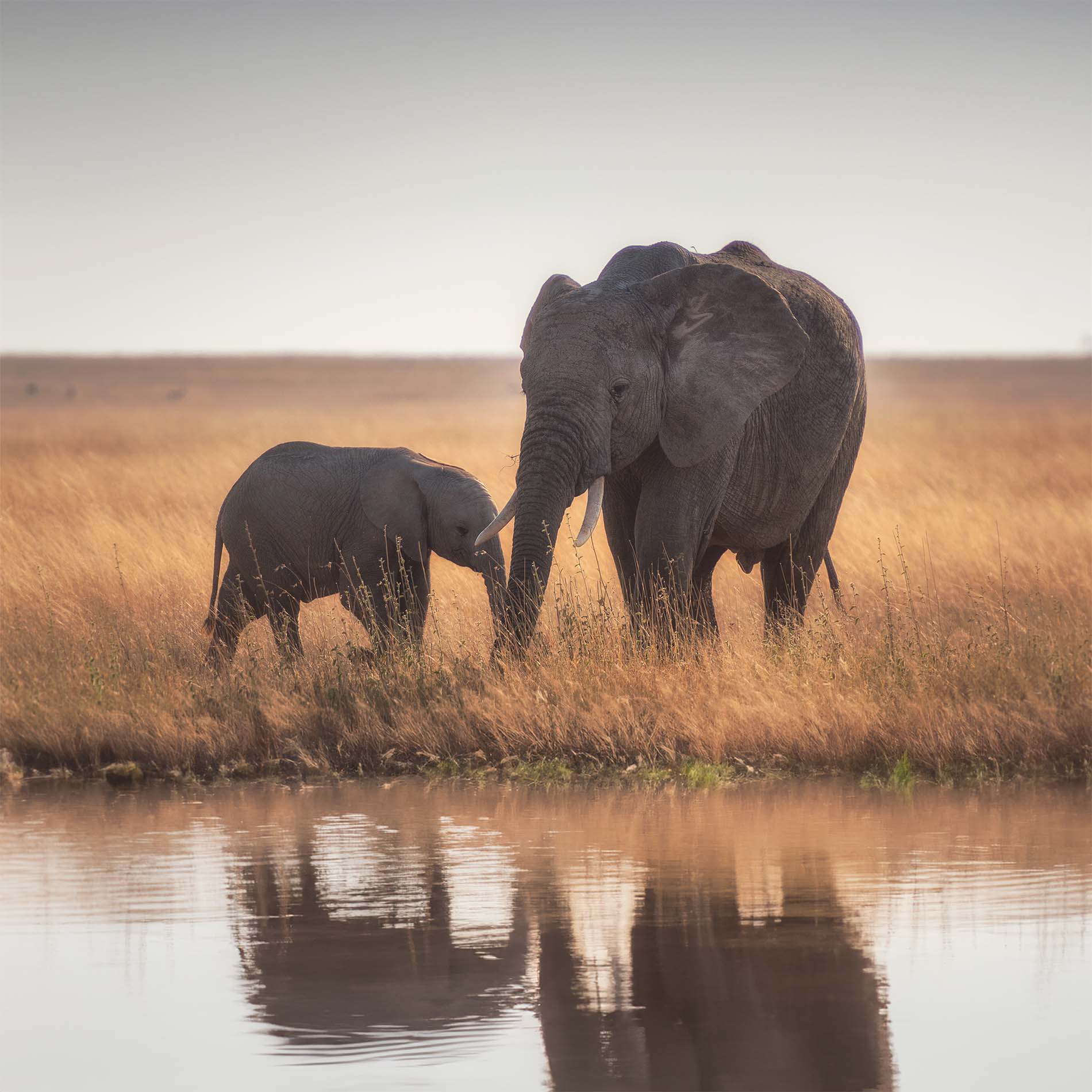 A baby elephant and an adult elephant browse in tall wheat-colored grass next to a body of water at sunset.