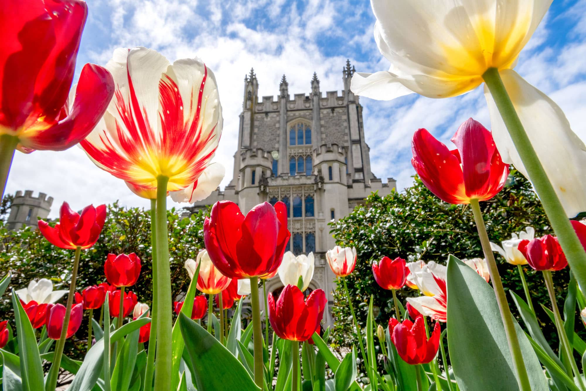 Tulips in red, white and yellow in front of Thompson Library on the Vassar campus, a large, stone building with stained-glass windows and classical architecture.