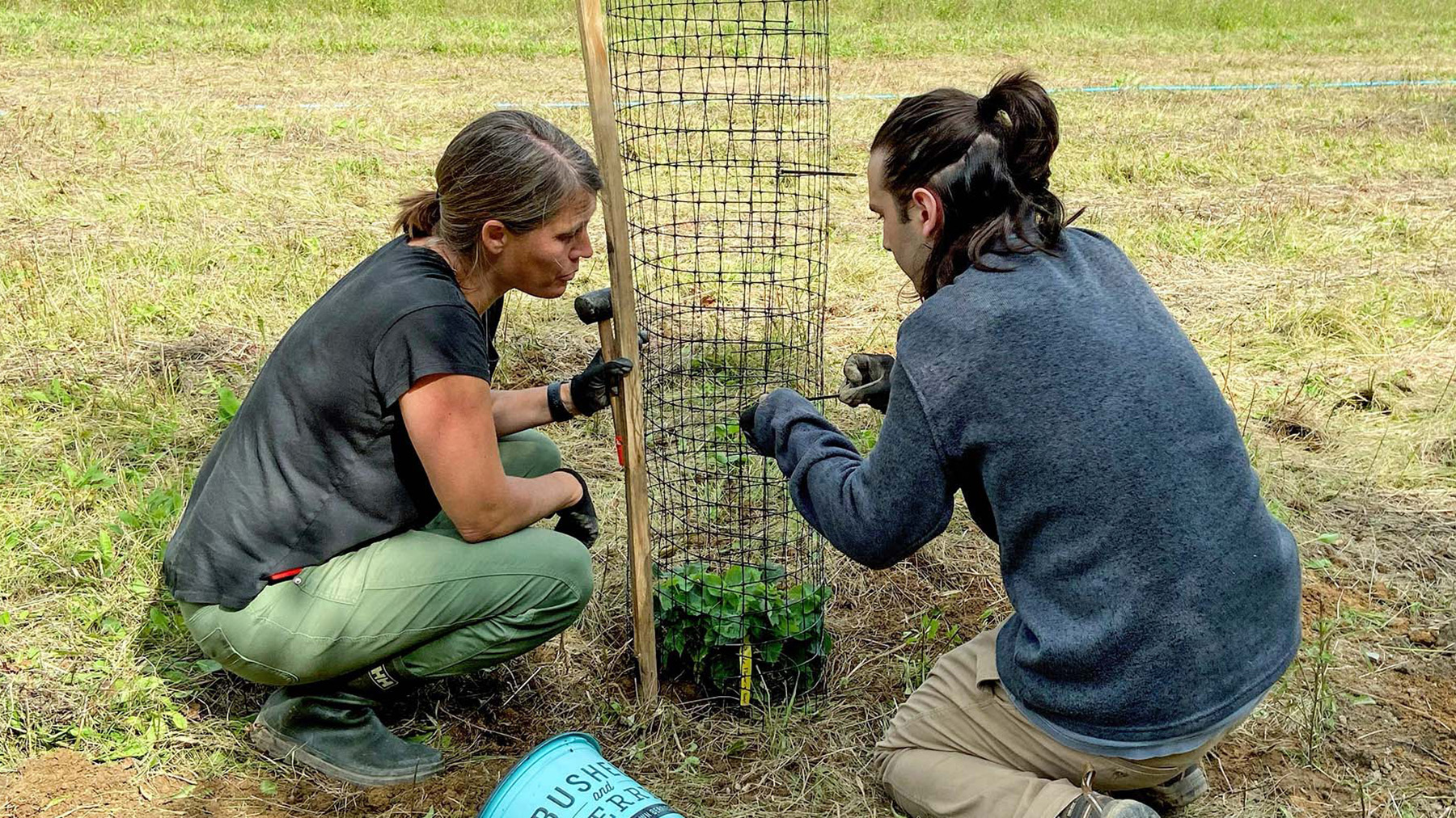 Two people squatting down in front of a newly planted tree enclosed in a circle of wire fencing.