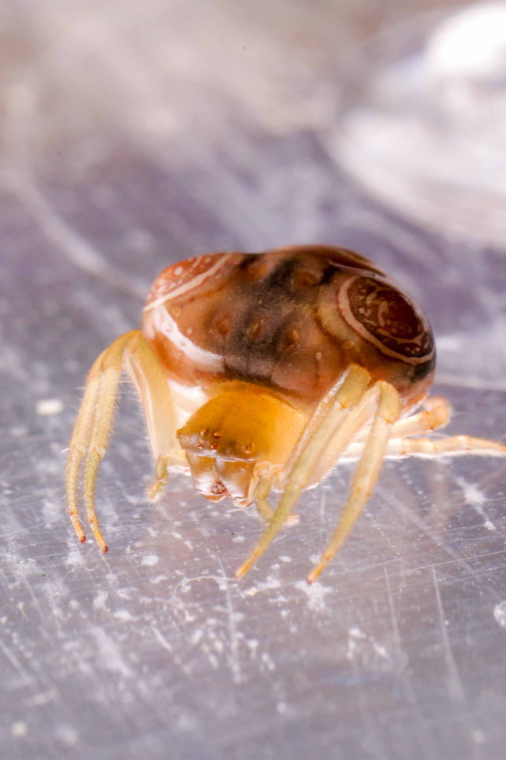 A close-up image of a small spider with a brown and orange patterned body and translucent legs. 