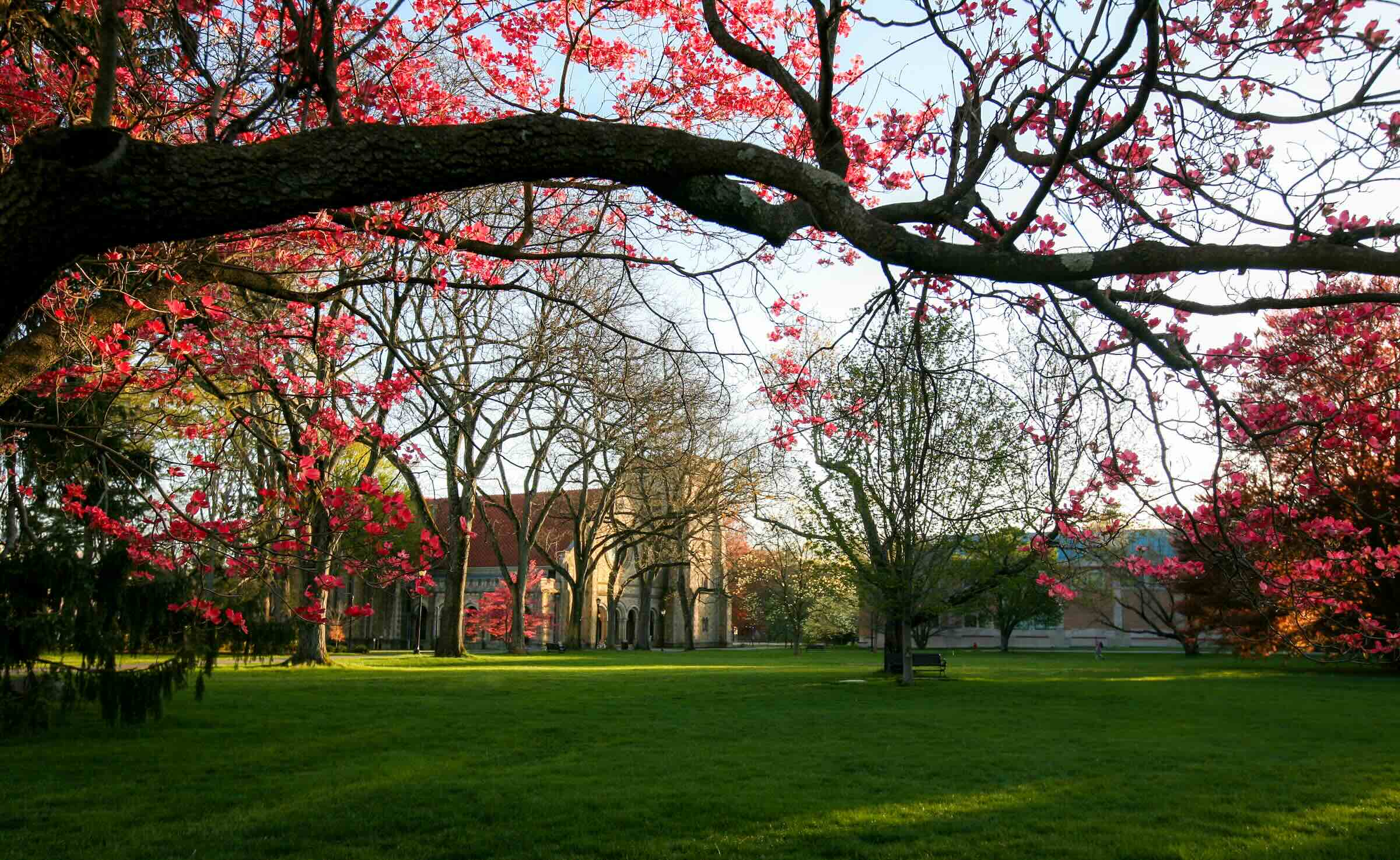 Vassar campus in spring with a green lawn and a large tree bough with blossoms framing the top of the image.