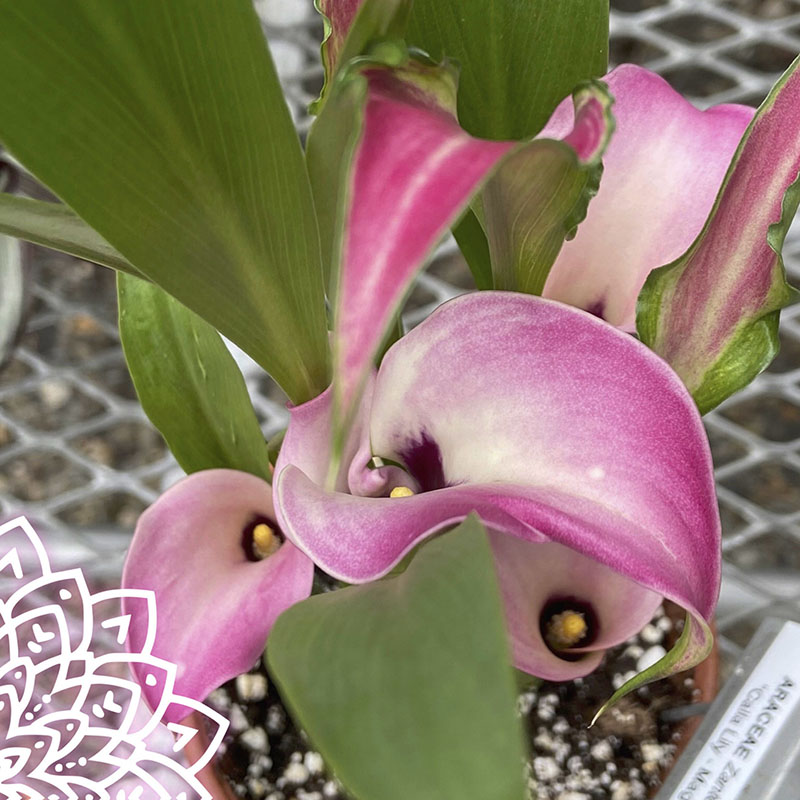 A pink orchid flower with green leaves.