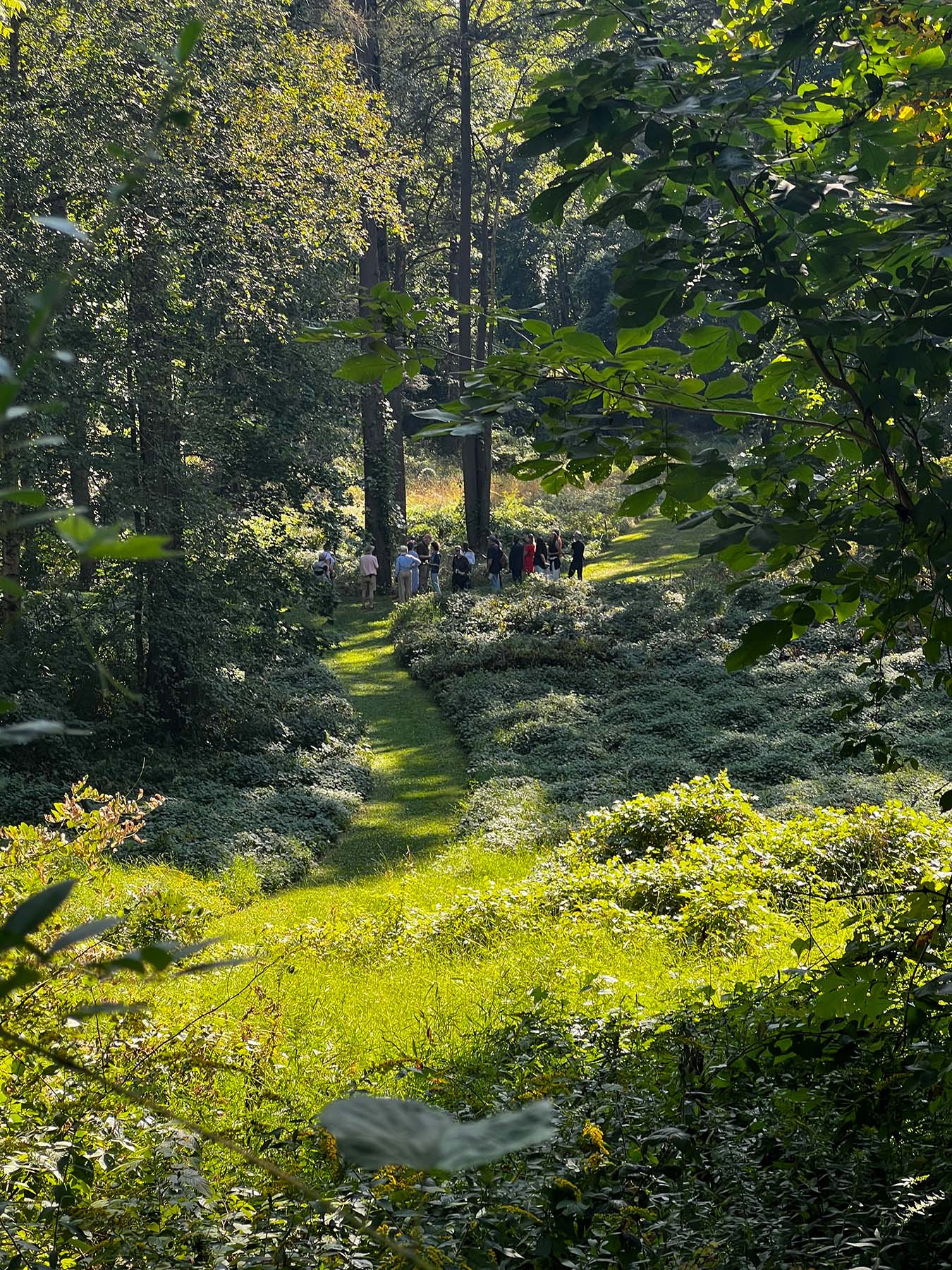 People in a large group in the middle of woods surrounded by trees.