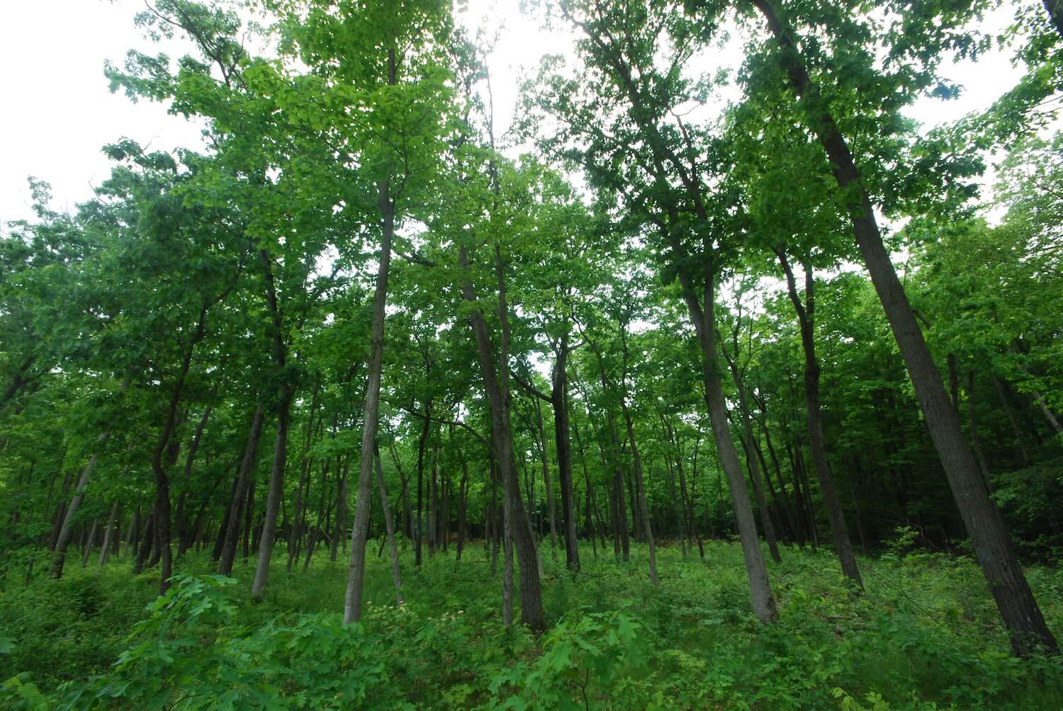 Photo of a green forest.