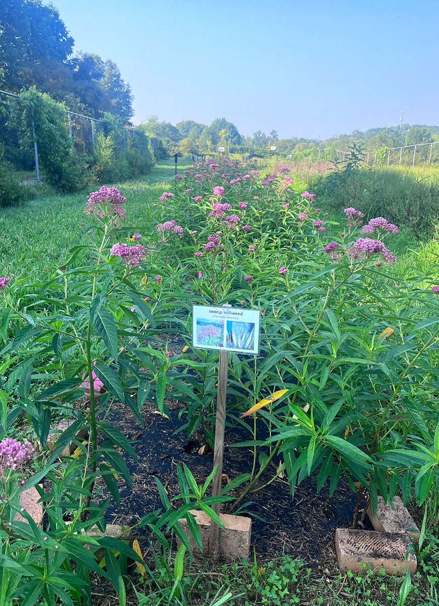 A row of tall bushes with purple flowers in a large garden.