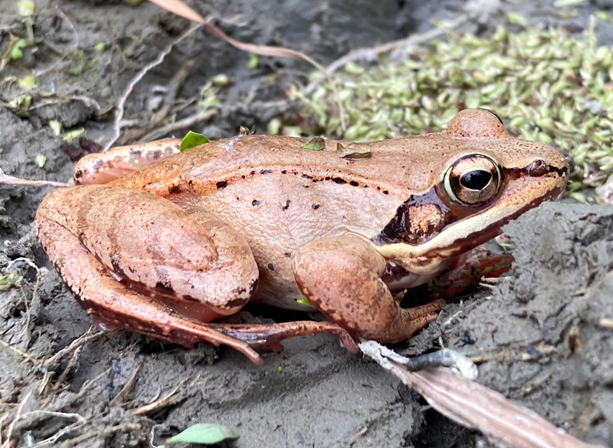 A Wood Frog sitting on a wet rock. It is brown with dark spots.