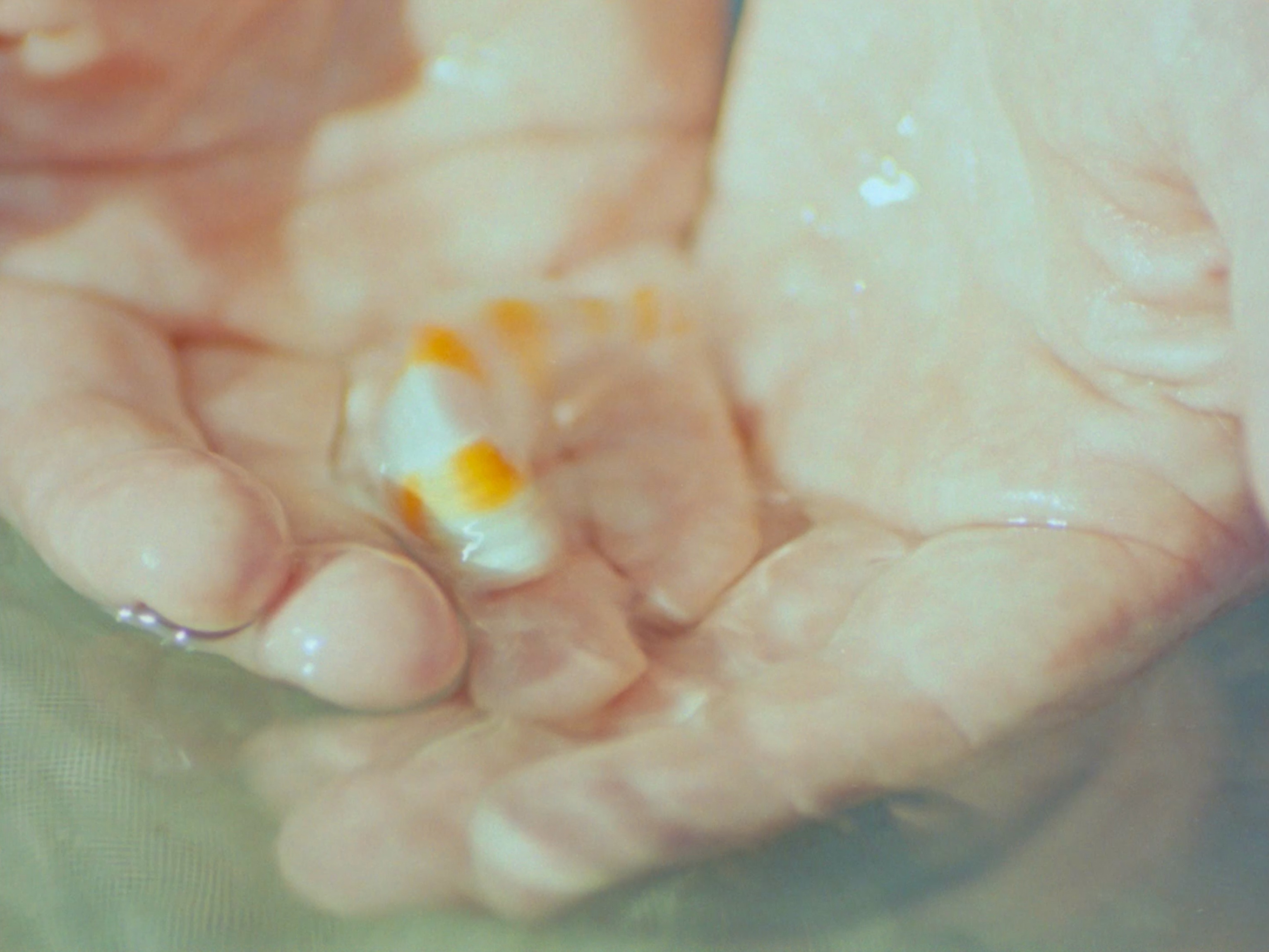 Two cupped hands in water cradling a small white and gold fish.