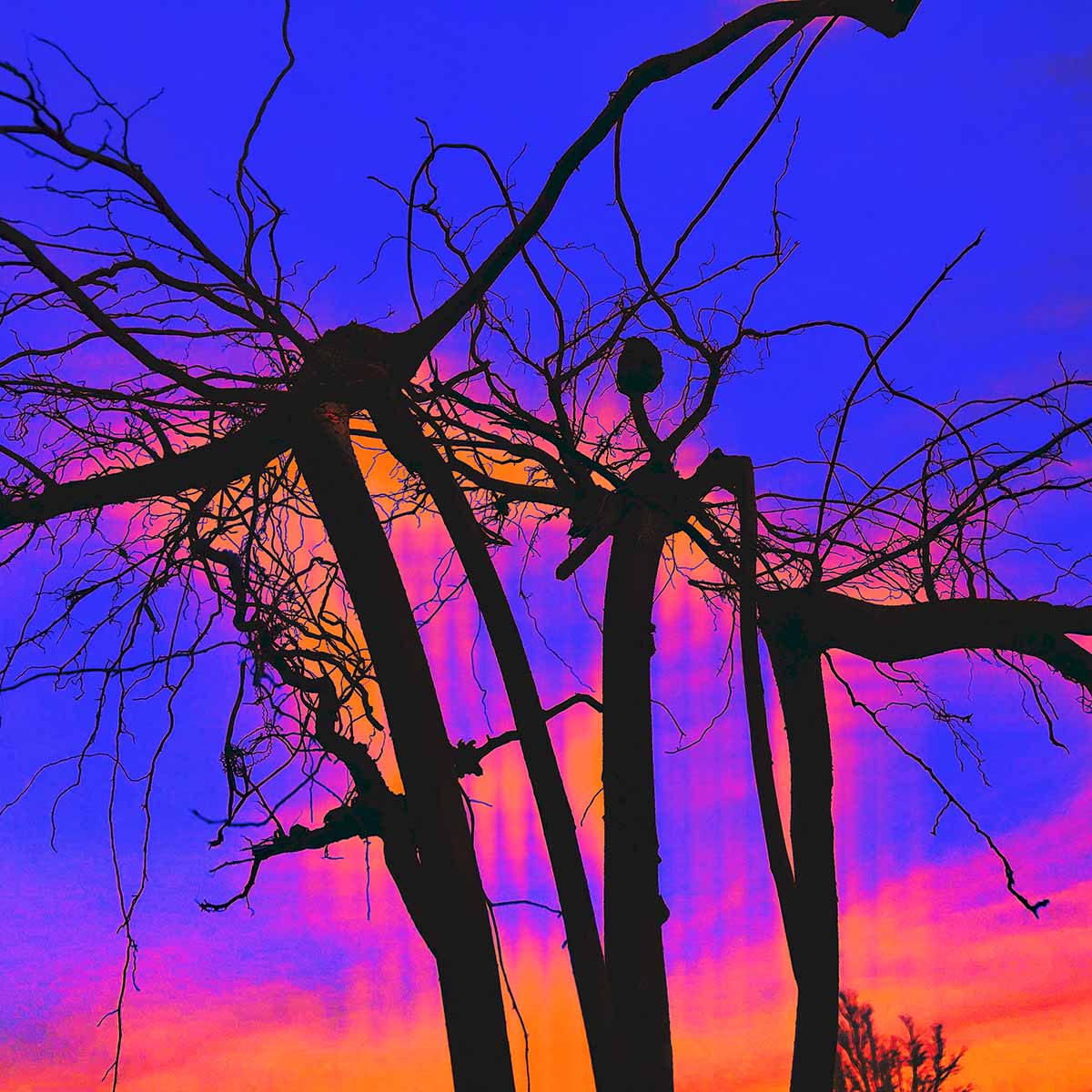 Image of tree roots in black with colors of blue, orange, and pink in the background.