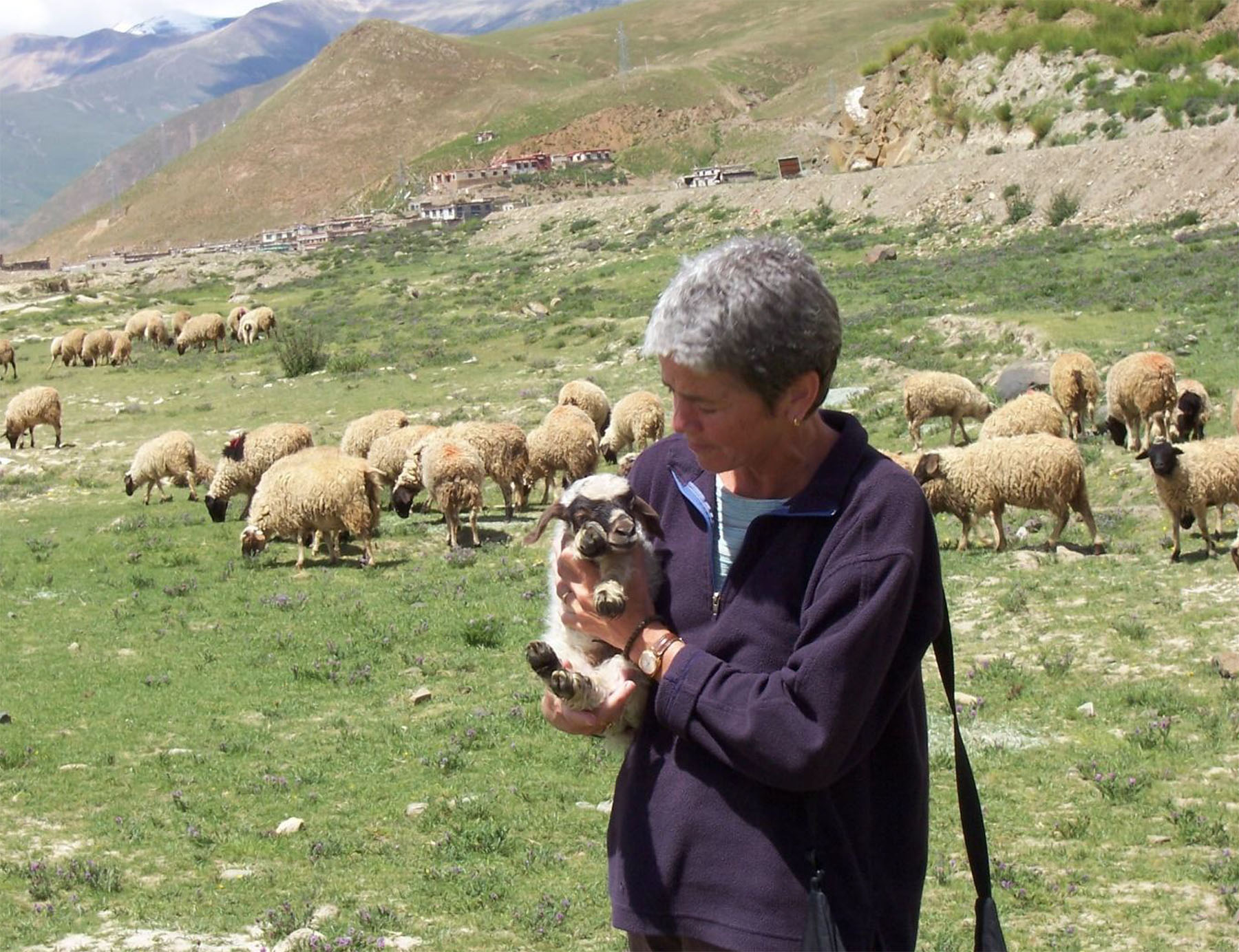 A person in a long sleeve purple fleece holding a baby sheep while standing on a grassy hilltop with sheep grazing in the background.