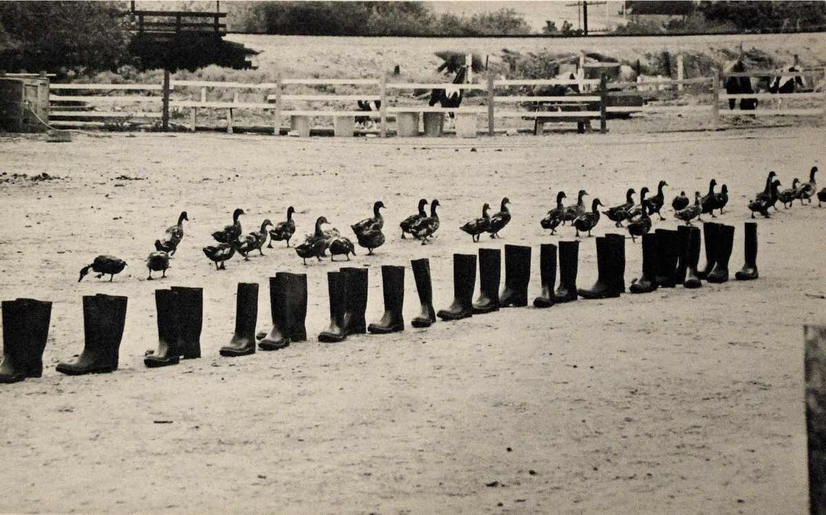 A monochrome photograph by Eleanor Antin, showing a long line of ducks walking past a long line of black rubber boots placed in a row.