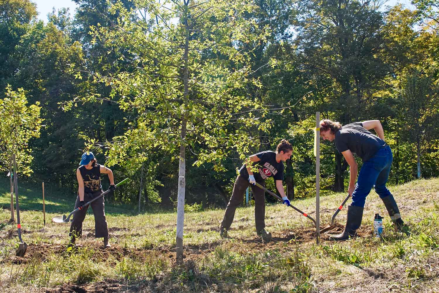 Three people with shovels digging around a newly planted tree.