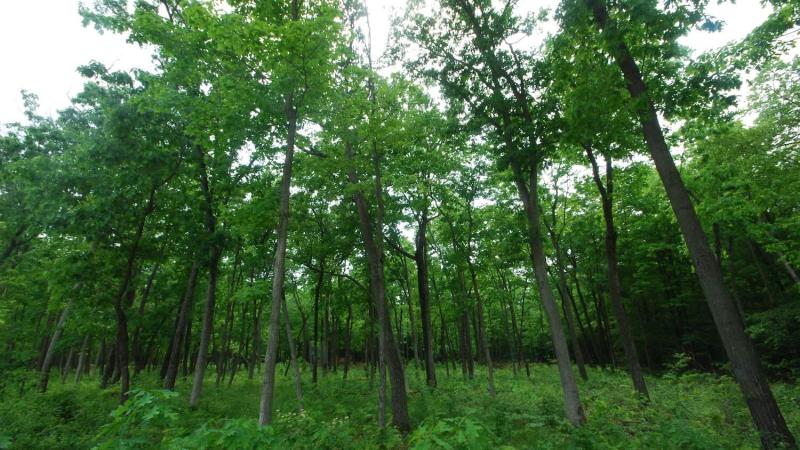 Photo of a green forest.