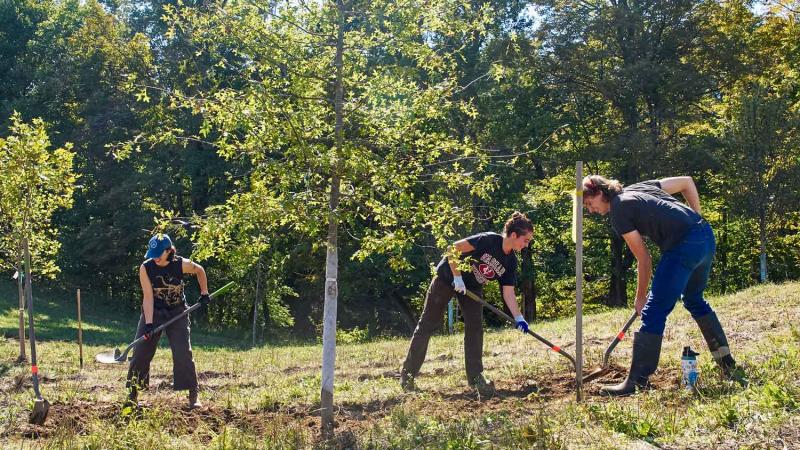 Three people with shovels digging around a newly planted tree.