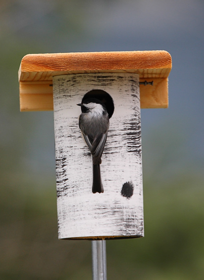 chickadee