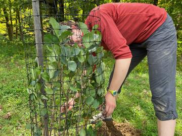 Person leaning over caring for a newly planted tree that is enclosed in wire fencing.