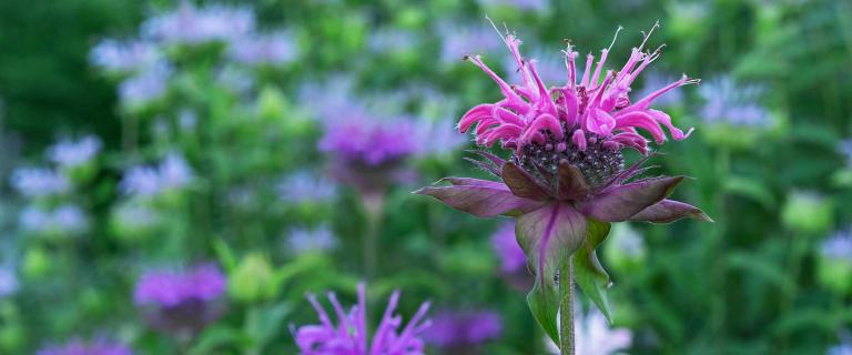 Close crop of wild bergamot plants with green leaves and purple blossoms.