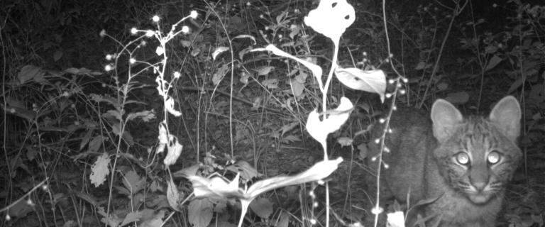 A black and white image taken at night of a young bobcat walking through vegetation.