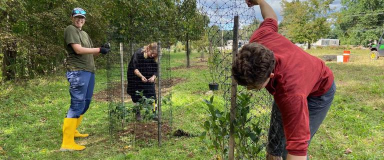 Group of people wrapping protective netting around young trees.