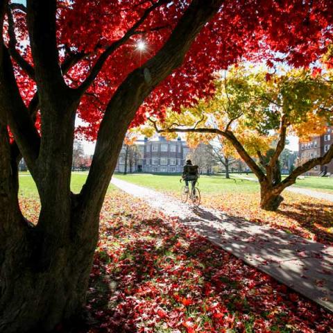 Japanese Maple trees grace the Quad.