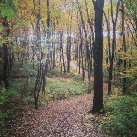 Trail on the Preserve at Vassar covered with fall leaves and lined with fall foliage.
