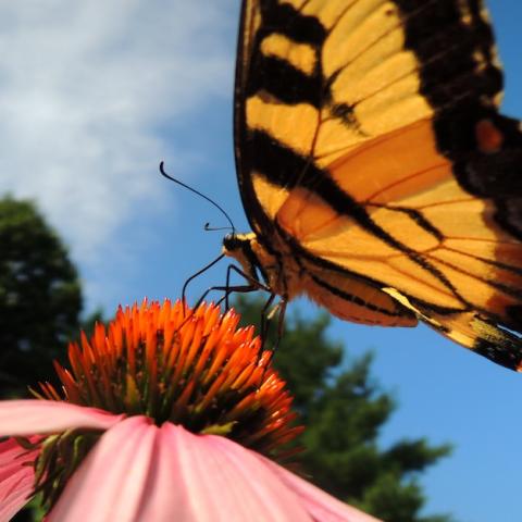 A yellow butterfly perched on a flower.