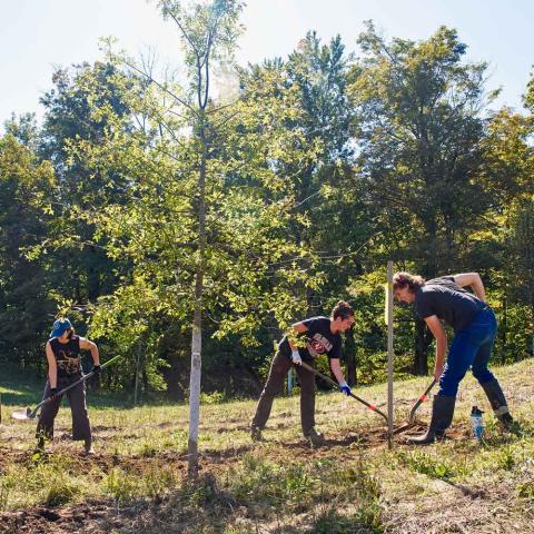 Three people with shovels digging around a newly planted tree.