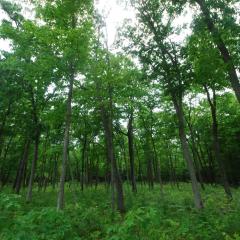 Photo of a green forest.